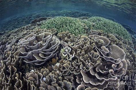 Ciri-ciri Corak Coral